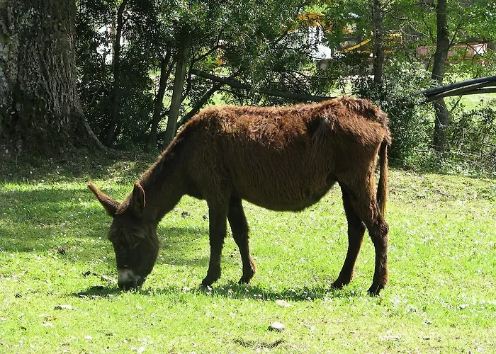 酒店 乌索尔缇皮亚尼旅馆 Sortipiani